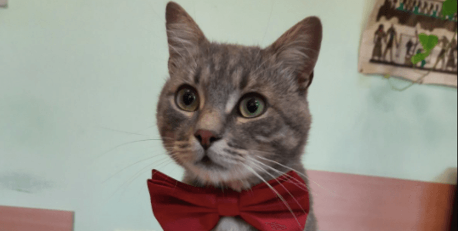 Мирон Павлович, кот, МКП "Чернівцітеплокомуненерго"