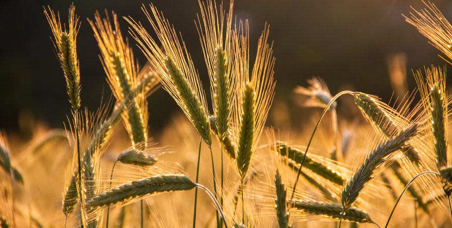 Капитан российского судна подозревается в перевозке награбленного зерна