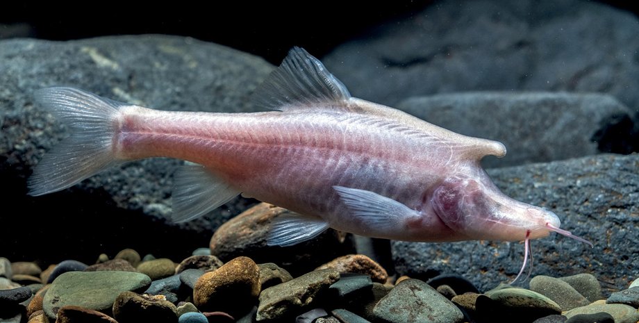 рыба единорог