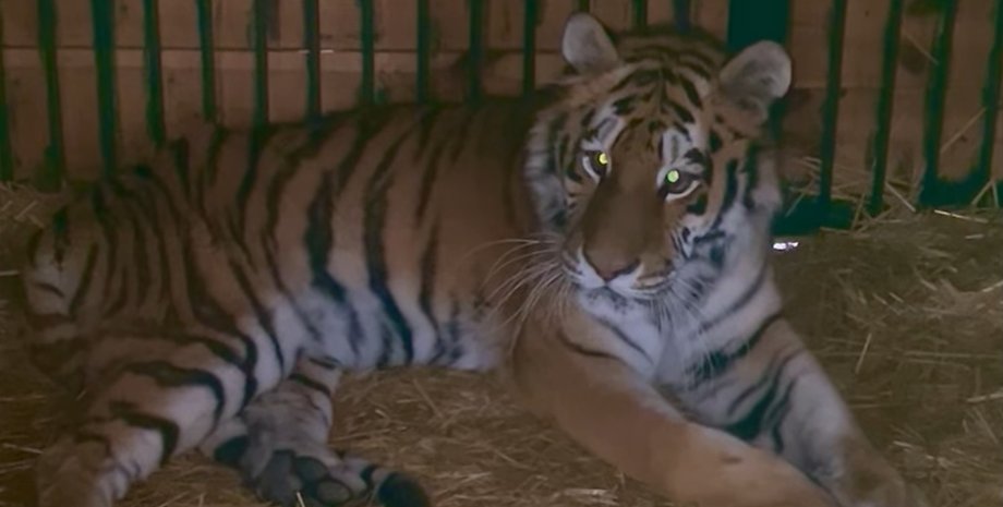 Тигрюля, тигрица, амурский тигр, обстрел киева