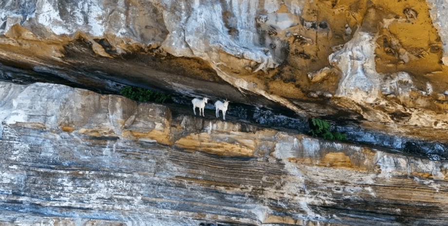 На бразильском острове козы живут уже 200 лет без пресной воды, как им это удается, интересности