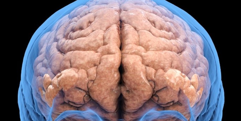 мозг, мозг и алкоголь, восстановление мозга