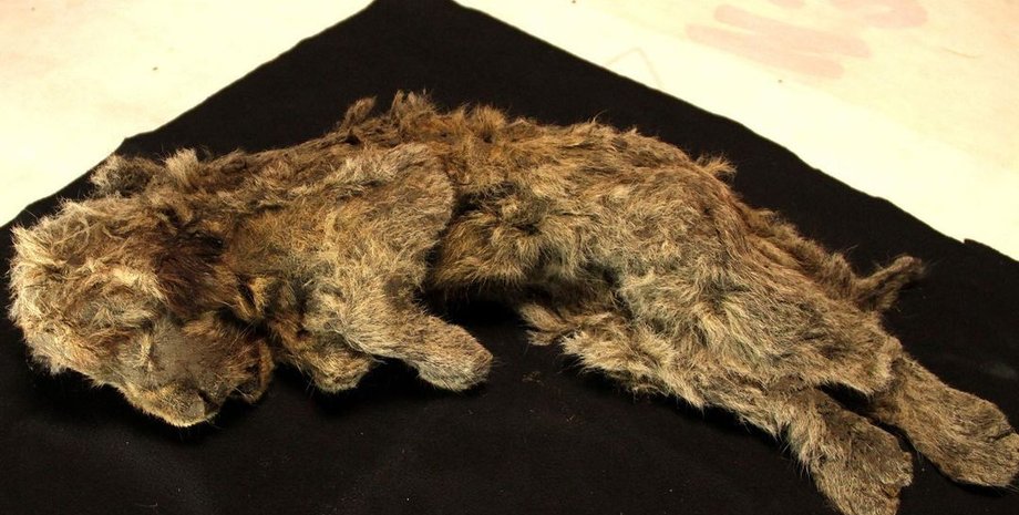 печерний лев, печерний левеня, левеня Спарта, вічна мерзлота