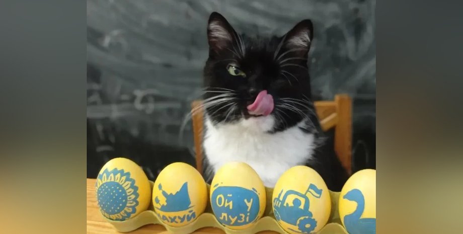 Кот Бандера