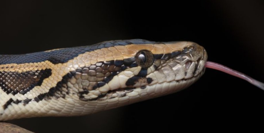 бирманский питон