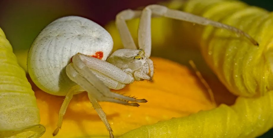 пауки, пауки крабы