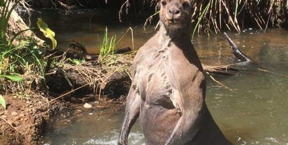 Фото: twitter.com/_rone