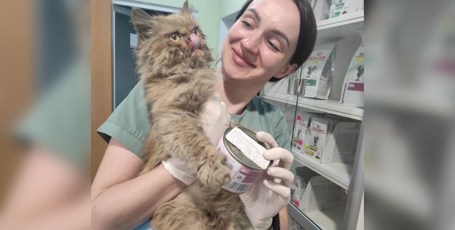 спасенный кот, кот из бородянки, коты