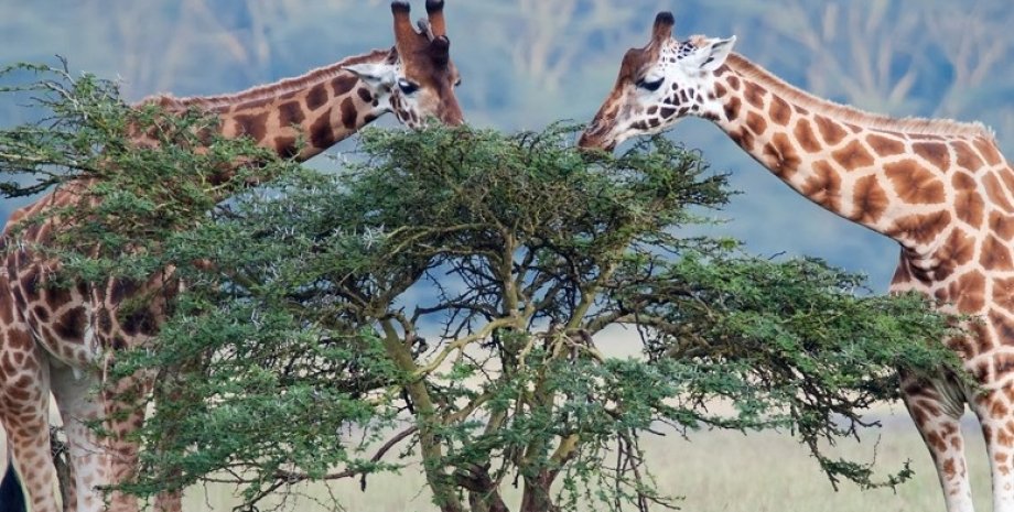 жираф, жирафи