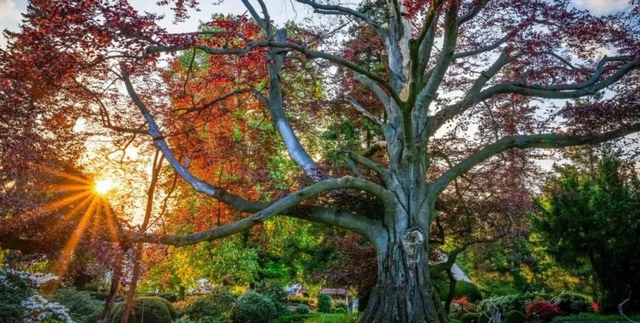 сердце сада, дереве сердце сада