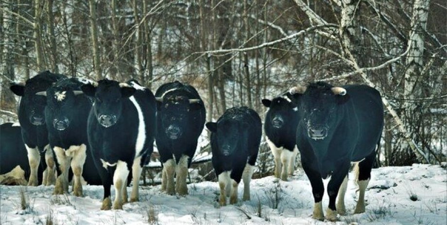 Чорнобильські корови