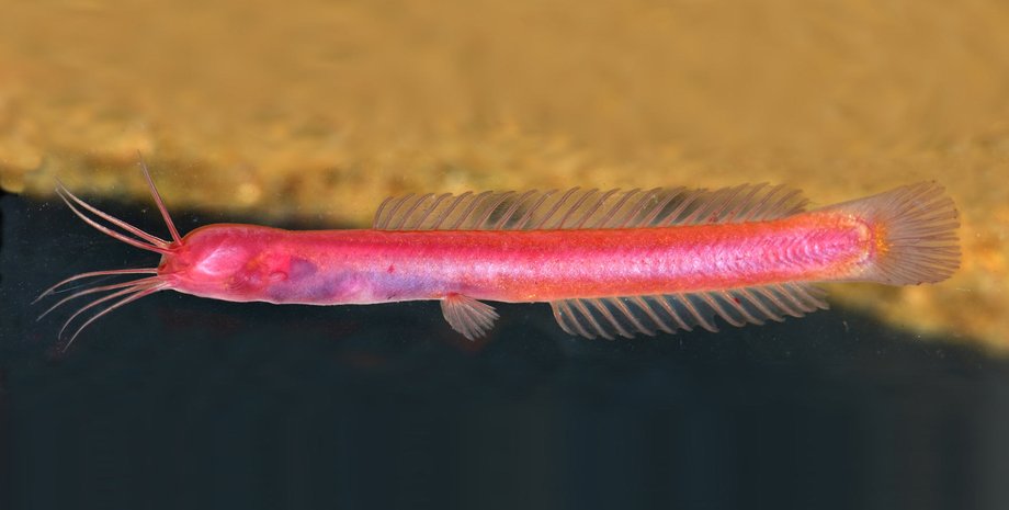 Horaglanis-populi, существо, животное, загадочное существо, сомик