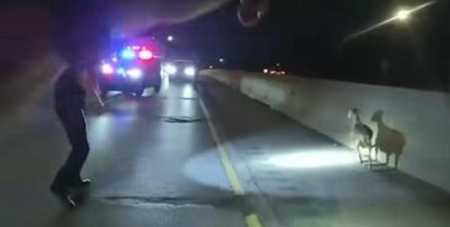 поліція козел