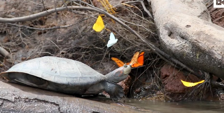 черепахи, бабочки слезы