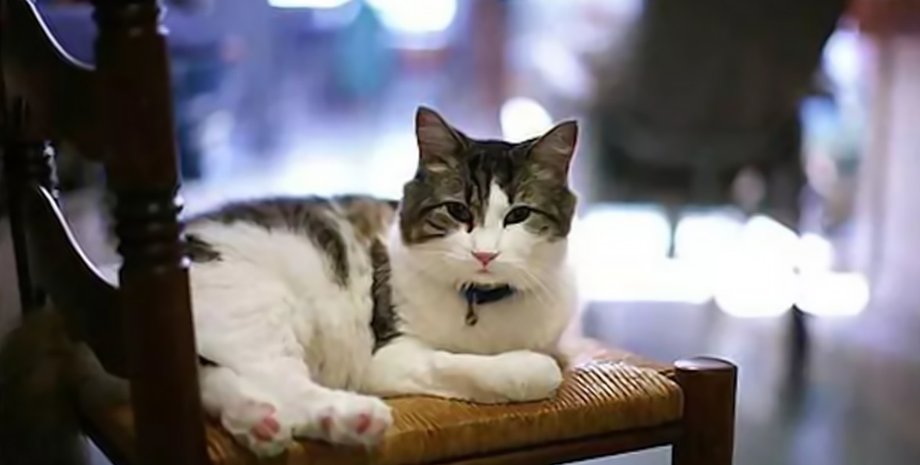 Кот предсказывающий смерть, кот, животное, кот Оскар, прожил 17 лет, предсказывает гибель, прижимался к людям, доктор, врачи, пенсионеры