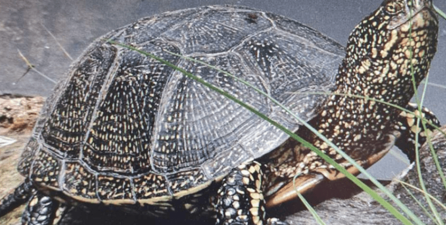 Рідкісну європейську болотяну черепаху помітили на Одещині європейська болотяна черепаха