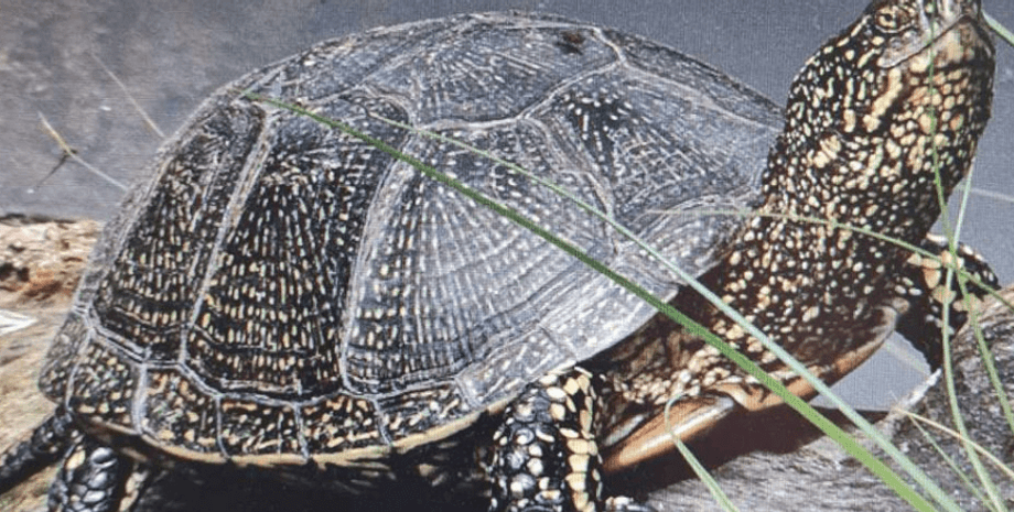 європейська болотяна черепаха