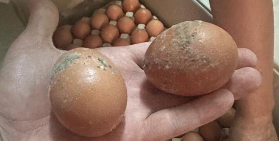 яйца, ДОТ, некачественные продукты для армии