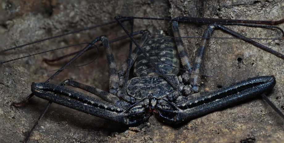 Бесхвостые скорпионы-кнуты безвредны для человека скорпион кнут, бесхвостый скорпион кнут