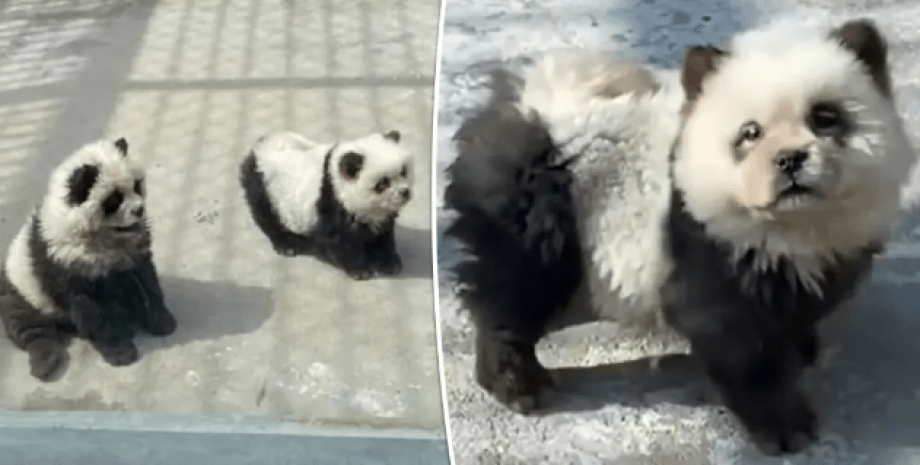 Зоопарк у Китаї, собаки, пофарбовані в панд, курйози, обман, туризм, скандал, тварини, смішні історії, приколи, фото