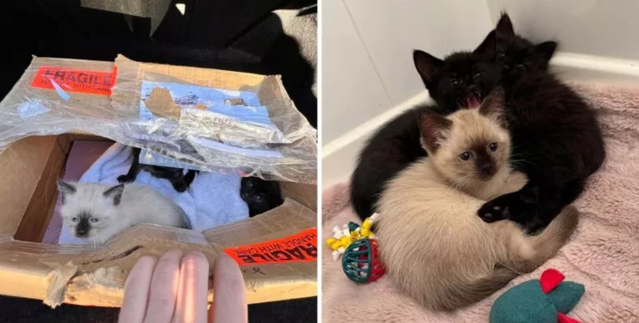 Мужчина спас котят, герой дня, котята в коробке, животные в коробке, коробка под колесами, оставили котят,