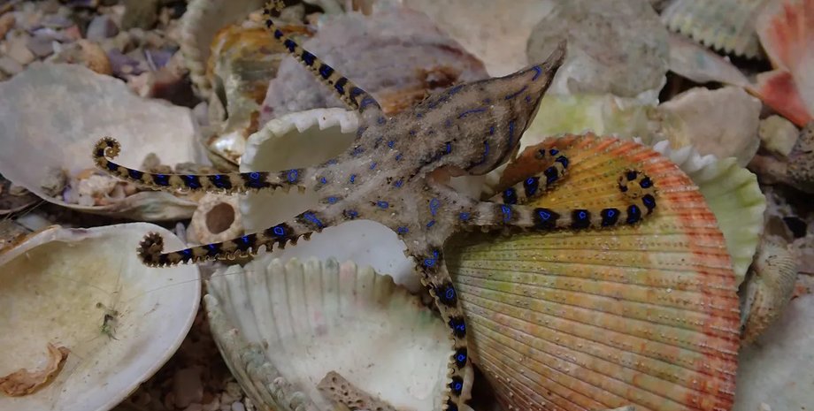 осьминог, синеполосый осьминог