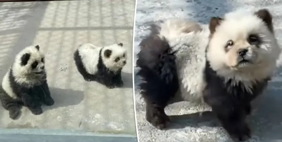 Зоопарк в Китае, собаки, окрашенные в панд, курьезы, обман, туризм, скандал, животные, смешные истории, приколы, фото