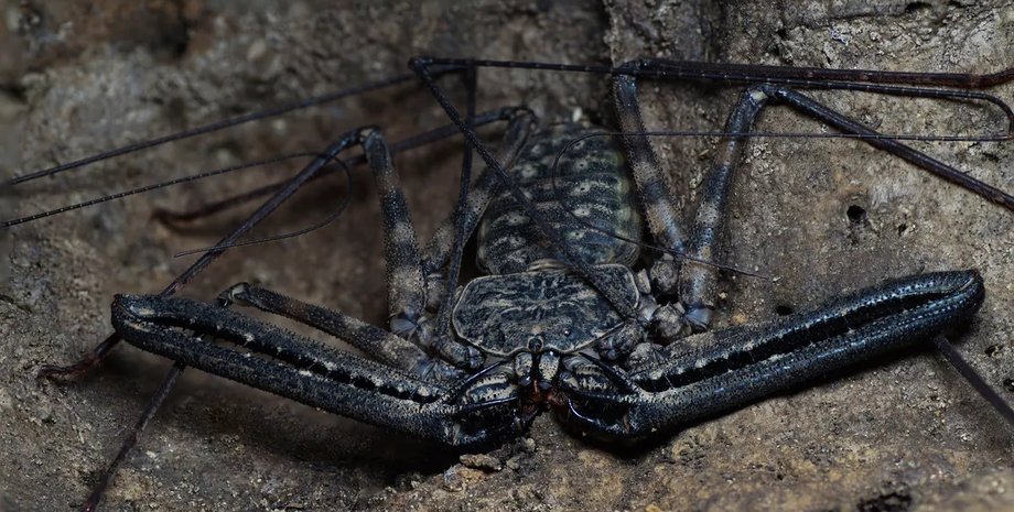 скорпион кнут, бесхвостый скорпион кнут