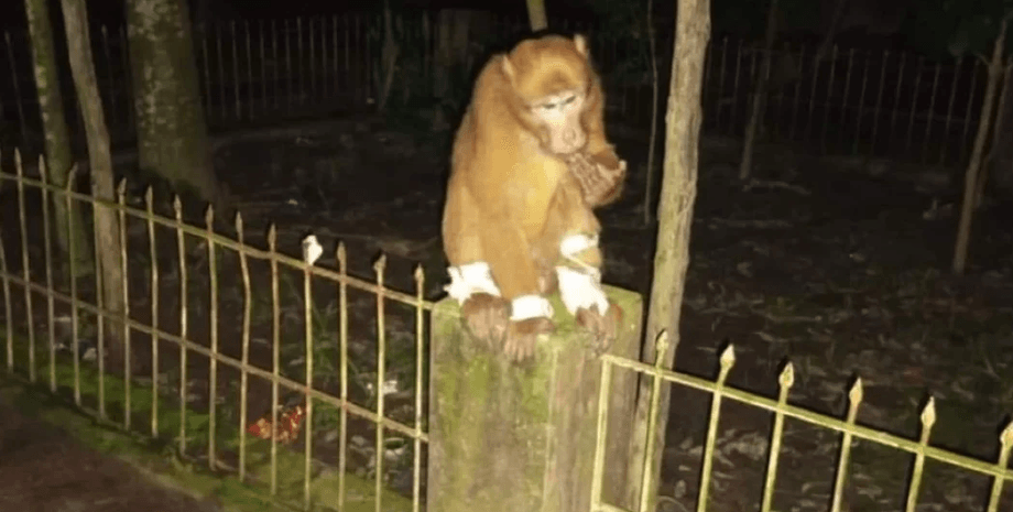 Медики помогли обезьяне, врачи помогли животному, обезьяна сама пришла в больницу, трижды приходила в больницу,