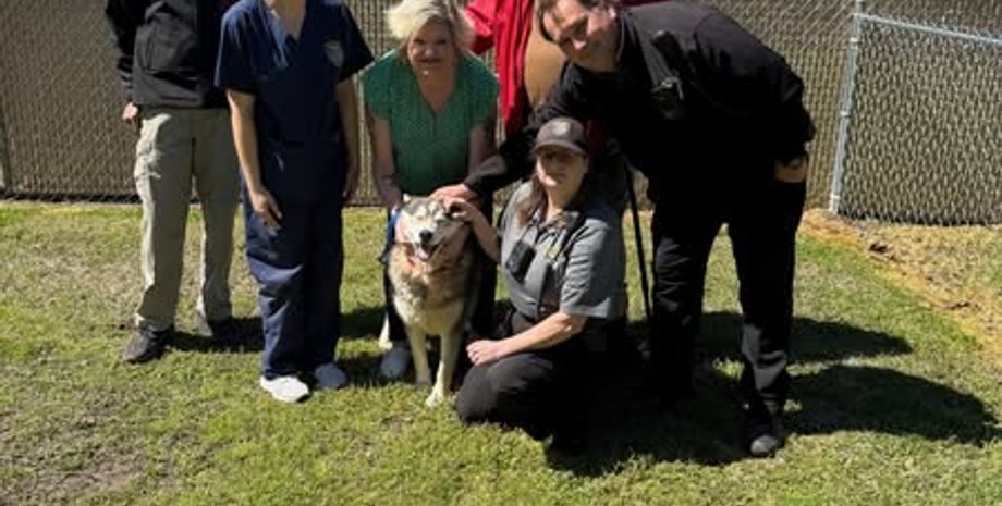 Собака пропала 3 года назад