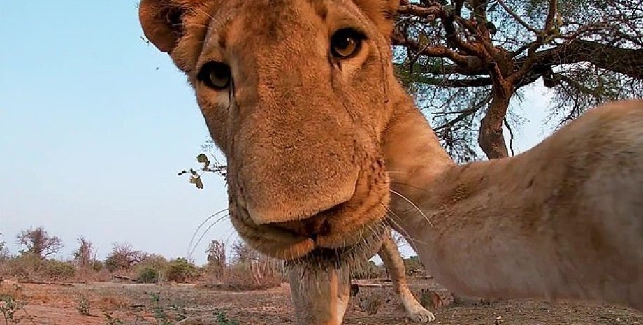 Львица, сафари, камера, африка, GoPro, сьемки, кадры, природа, лев, прайд