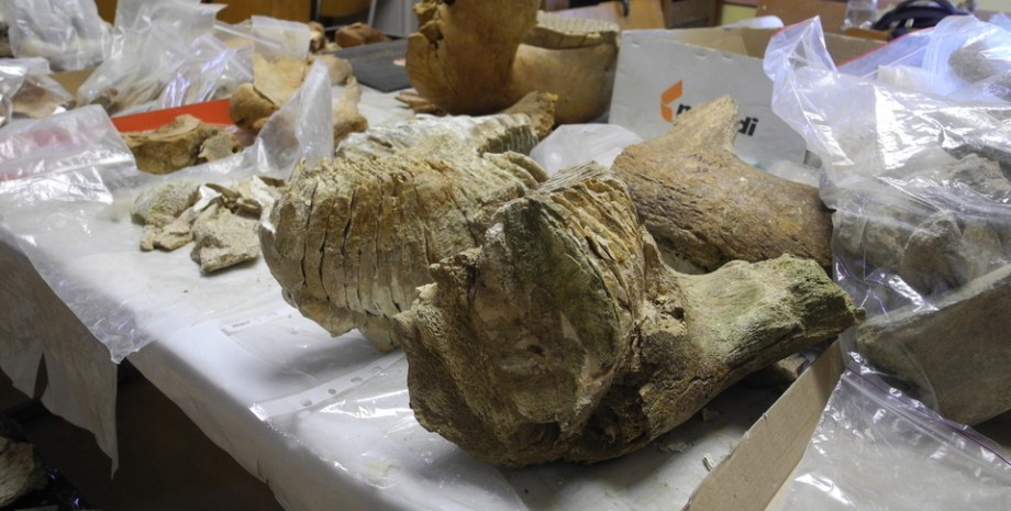зуб мамонта, мамонт, 300 тисяч років, чернівецька область