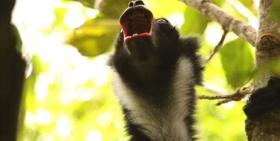 лемур, поющий лемур, индрис