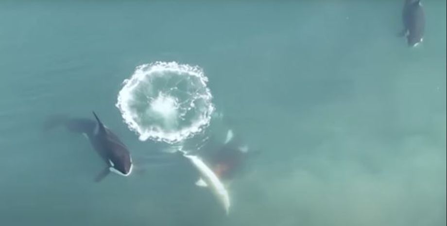 косатки, акулы