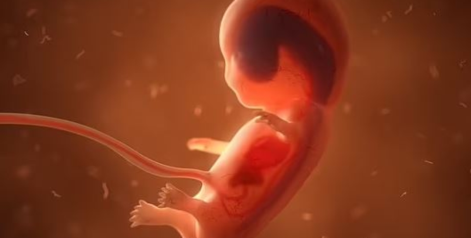 ембріон, вагітність, плід