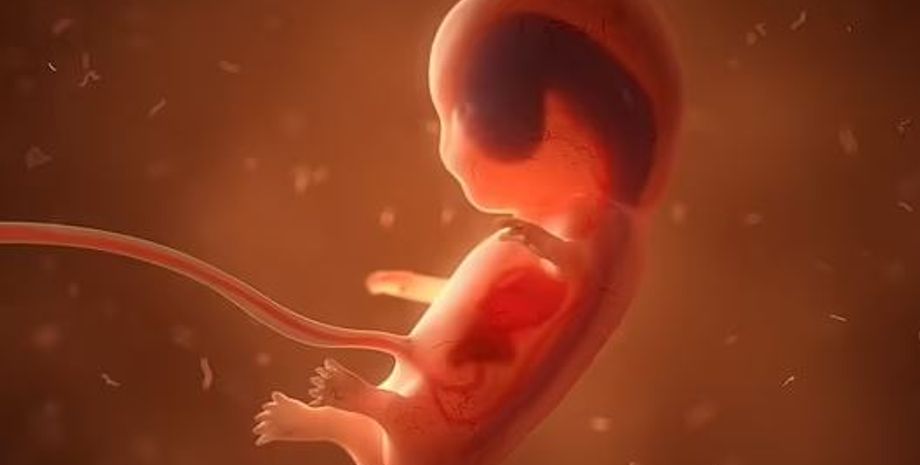 эмбрион, эмбрионы, синтетические эмбрионы