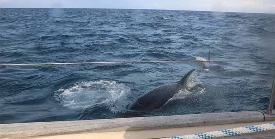 косатки, атака, яхта