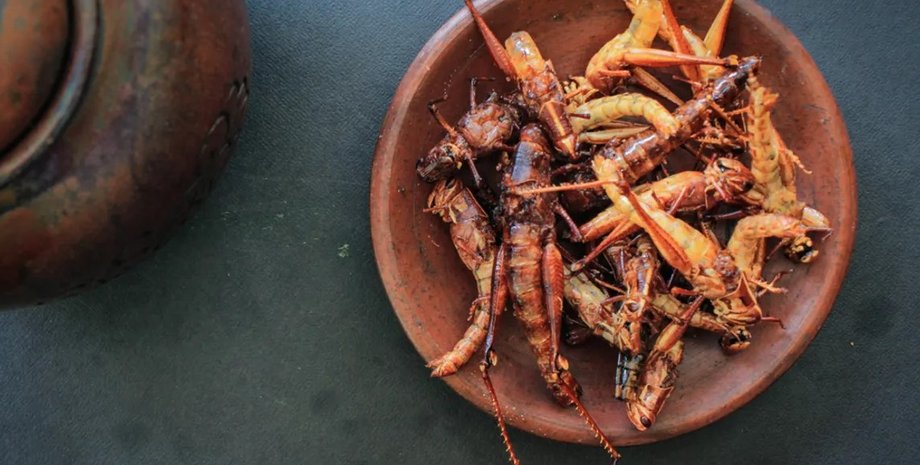 сверчки, питание, питание будущего