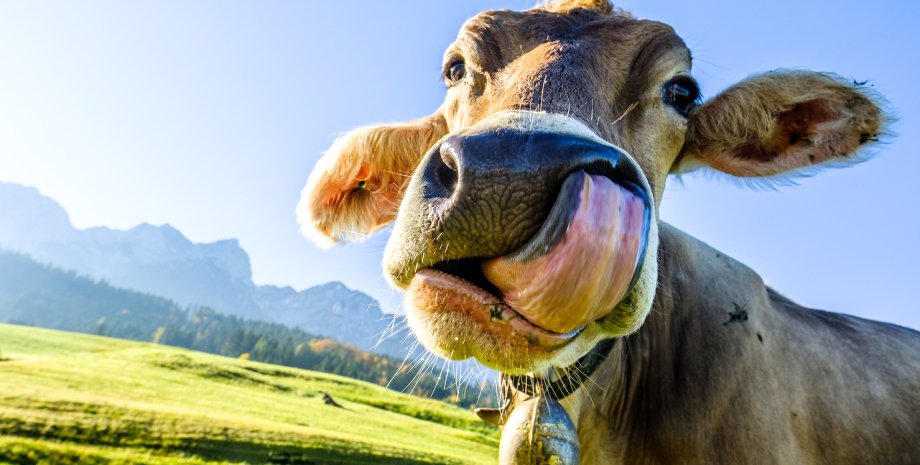 корови, відрижка корів, корови метан