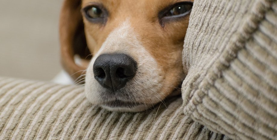 собаки, домашние питомцы, собака облизывание