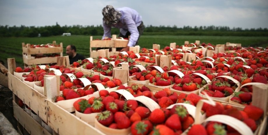 Клубника, ягоды, запрет на импорт клубники, продукты