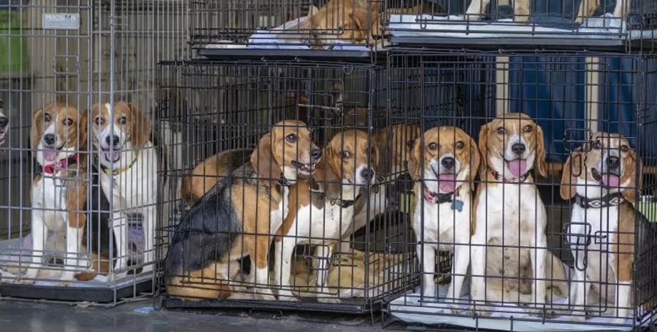 бигли, бигли клетки, бигли питомник, бигли эксперименты, собаки эксперименты