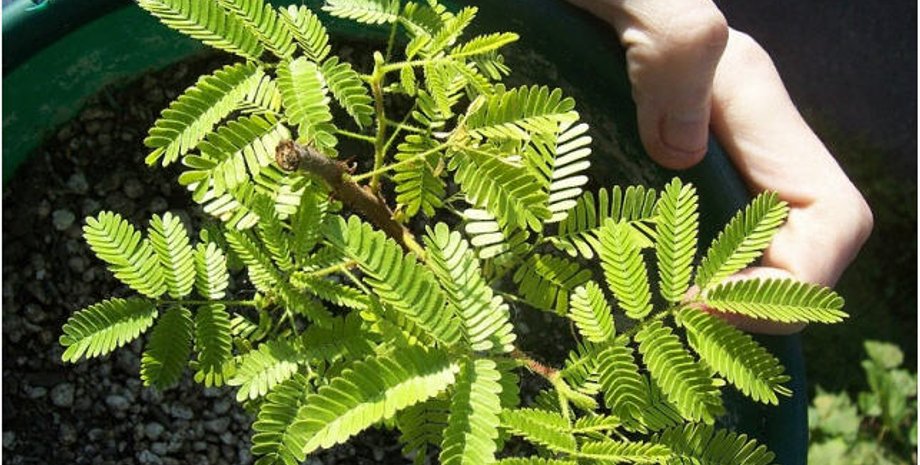 Мимоза хостилис