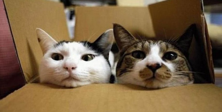 Фото с сайта lisimnik.ru