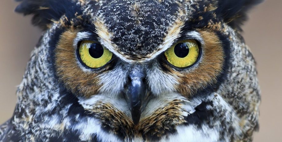 Фото: Detki.today