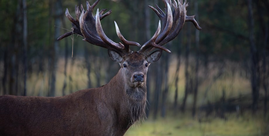 В Україні застрелили унікального оленя: власник каже, що це було замовне вбивство