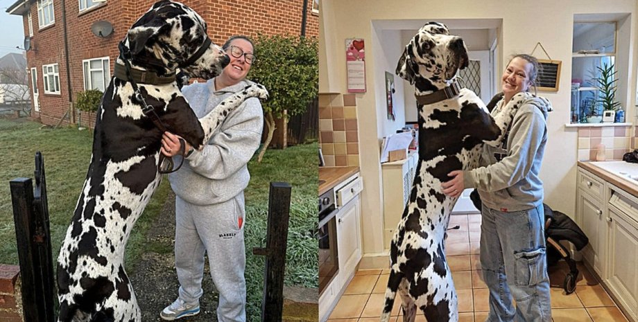 Собака ростом больше чем человек когда стает на задние лапы