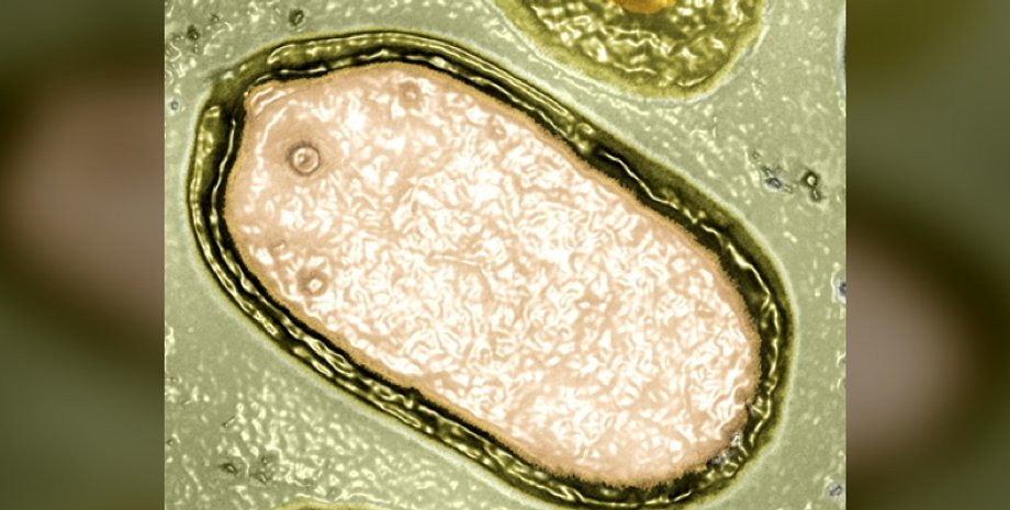 гігантські віруси