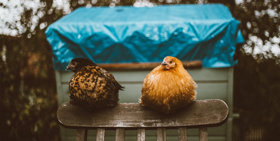 Куры, поведение кур, рефлексы, инстинкты, курьезы с птицами, видео, США, тренды TikTok