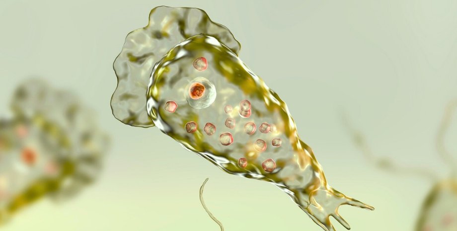 свободноживущая амеба